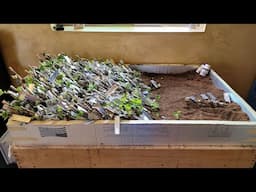 How To Build a Plant Propagation Box, Propagate, Learn How to Build Ultimate Plant Propagation Frame