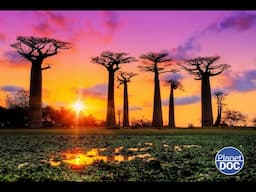 A huge nation in southeastern Africa: this is Madagascar (FULL DOCUMENTARY)