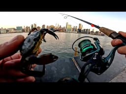 East River Fishing. Tautog (Blackfish) NYC Green Crab Bait