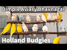 Holland Budgies price in India | Import Line Birds | Dimpan Aviary Bhavnagar Gujarat