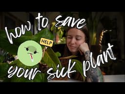 How to save your sick plant 🤧