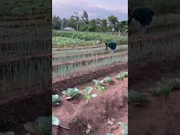 Beautiful vegetable garden ❤️