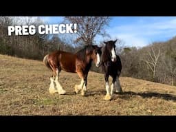 Is Our Clydesdale Mare Pregnant? + Rehab Horse Follow Up Canker Appointment