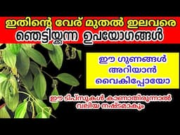 മുറ്റത്തുള്ള ഈ ചെടിയുടെ ഗുണങ്ങൾ ആരും ഇതുവരെ പറഞ്ഞു തന്നില്ലല്ലോ| Natural remedies| Tips