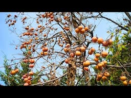 Why America’s Sweetest Native Fruit Isn’t Sold In Stores