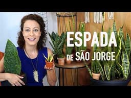 4 PASSOS FÁCEIS para PLANTAR ESPADA de SÃO JORGE