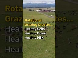 Grass-Fed Dairy Cows: Rotational Grazing Method #regenerativeagriculture #organicfarming  #grassfed