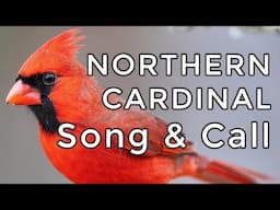 Northern Cardinal Song & Call - Learn their TWO most common sounds (plus a bonus clip)