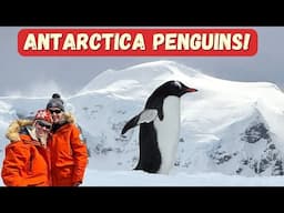 Antarctica Penguins - Cruising to Antarctica