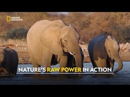 Animal Survival Instincts | Animals Gone Wild | हिंदी | S2 - E1 | Nat Geo Wild