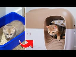 0 To 365 Days Switching To Automatic Litter Box | Petsnowy