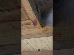 Blasting a Wasp Nest with Brake Cleaner