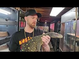 How to Ultrasound and Breed Croc Monitors