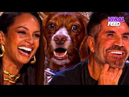 FUNNY & Adorable ANIMAL AUDITIONS On Britain's Got Talent! | VIRAL FEED