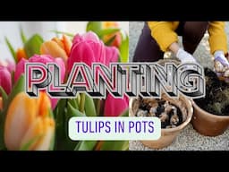 Tulips: How To Plant & Protect Them In Cold Climates 🌷❄️