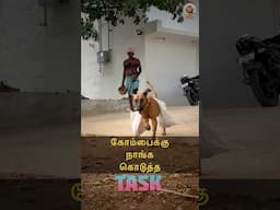 🐕 கோம்பைக்கு நாங்க கொடுத்த TASK 😮 MudPot Channel