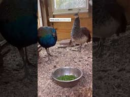 Peas for #peacock