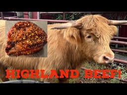 How much beef did we get from our highland steer?