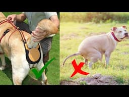 5 NEW DOGS GADGETS INVENTION YOU MUST HAVE ▶ If You Have Any Puppies | GADGETS FOR DOG LOVERS