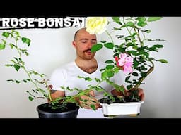 Making a Rose Bonsai from Nursery Stock | Part 2