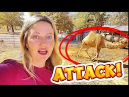 How to Survive a CAMEL ATTACK! Homestead Edition! (PREVIOUSLY RECORDED)