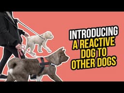 HOW TO INTRODUCE A REACTIVE DOG TO OTHER DOGS