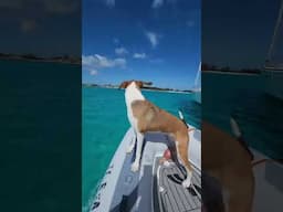 Coconut hunting with our Boat Dogs #shorts #sailing ⛵🐕