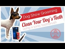 Dog Show Grooming: How To Use Sonic Toothbrush on Your Dog's Teeth