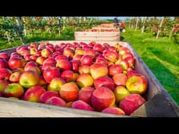 American Farmers Harvest Billions Of Apples This Way - American Farming