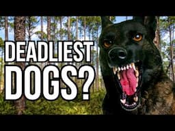 These 6 Dog Breeds And Types Are Statistically The Most Dangerous In The US - Nature VS Nurture