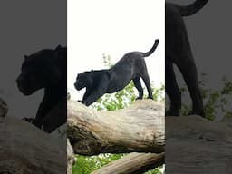 Get those stretches in! Neron is here to show you how 🐈‍⬛ #jaguar #blackcat #stretching