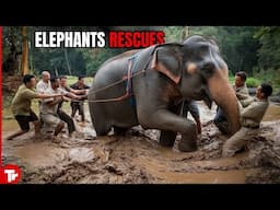 Man Recues this Elephant, You Will Not Believe What Happens Next!