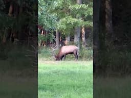 Bull Elk in his Wallow