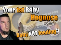 Hognose Care: My Hognose is NOT feeding.