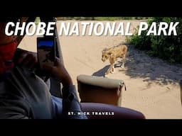 Lion Encounters in Chobe National Park Botswana