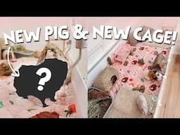 I Got A New Guinea Pig!? + Building a new C&C cage