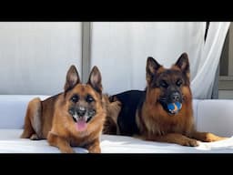 The Diary of German Shepherds 16