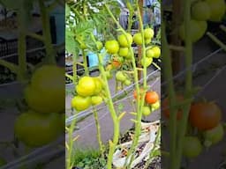 #agriculturefarming #tomato farming #vertical farming #farming vegetable #tomato plant