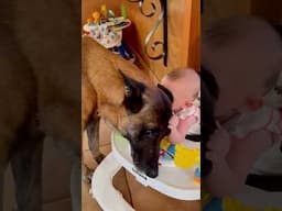 Belgian Malinois Can Do Anything !