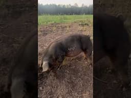 Newborn piglets are so cute!