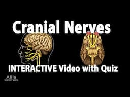 NEW! INTERACTIVE Video with Quiz: Cranial Nerves - Anatomy and Physiology