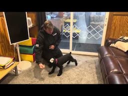 Early Start Obedience Training W/Giant Schnauzer Pup "Etsy" 11 Wks Details In The Description Below