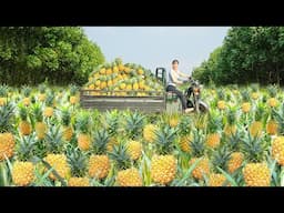 Use 3-wheeled Vehicle Harvesting Many Pineapples Goes To Countryside Market Sell | Free Bushcraft