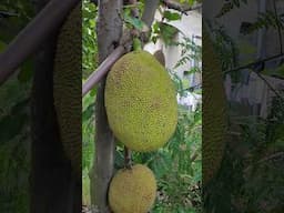 Big Jackfruit in my garden #jackfruit #agriculture