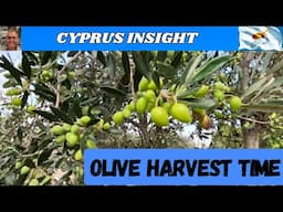 I Spent a Day Picking Olives in Cyprus and Here's What Happened.