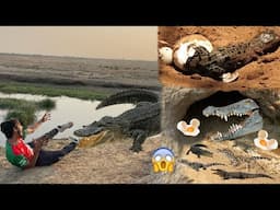 Crocodile Ky Bachy Pakar Leay😍Big Crocodile Ny Hamla Kar Dya💔