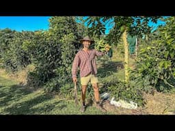 Journey to Being Self-Sufficient (3.5yr Orchard Update)