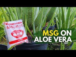 This Will Happen If You Add MSG To Aloe vera?