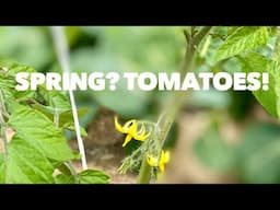 Spring? Tomatoes