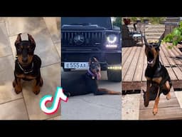 Dobermans are Badass and Cute - Tiktok Compilation! #2